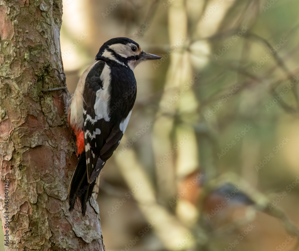 Great spotted woodpecker on a tree with natural forest background Great spotted woodpecker on a tree with natural forest background