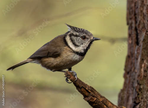 Rare scottish highlands woodland bird, the crested tit, perched on a branch in the woodland 