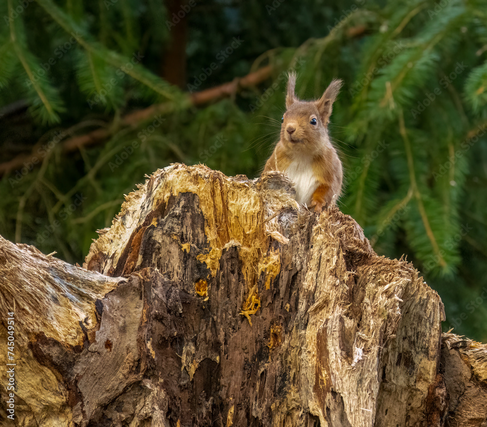 Close up of a cute scottish red squirrel Close up of a cute scottish red squirrel