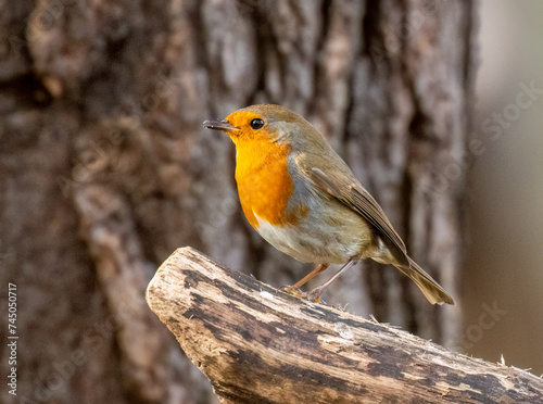 Close up of a robin redbreast bird in the woodland © Sarah