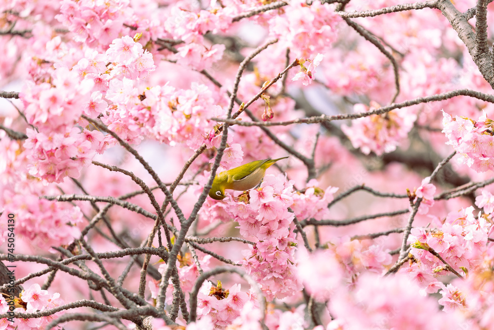 The warbling white-eye , also known as the Japanese white-eye and mountain white-eye, is a small passerine bird in the white-eye family.