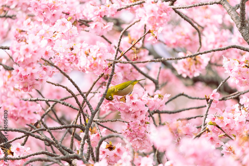 The warbling white-eye   also known as the Japanese white-eye and mountain white-eye  is a small passerine bird in the white-eye family.