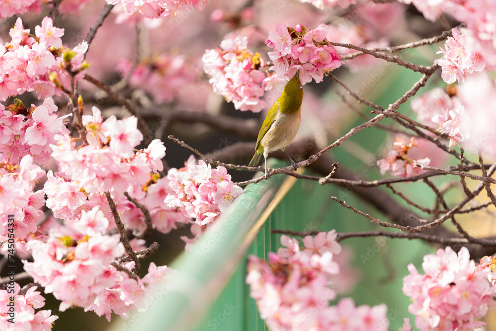 The warbling white-eye , also known as the Japanese white-eye and mountain white-eye, is a small passerine bird in the white-eye family. The warbling white-eye , also known as the Japanese white-eye and mountain white-eye, is a small passerine bird in the white-eye family.