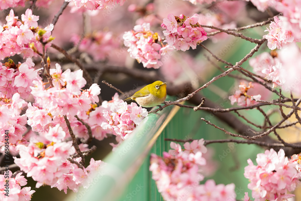 The warbling white-eye , also known as the Japanese white-eye and mountain white-eye, is a small passerine bird in the white-eye family. The warbling white-eye , also known as the Japanese white-eye and mountain white-eye, is a small passerine bird in the white-eye family.