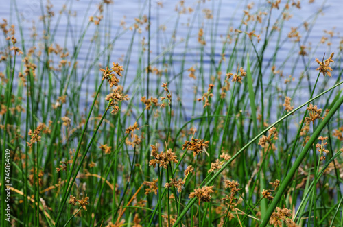 Flowering lake reed Scirpus lacustris on the river bank.