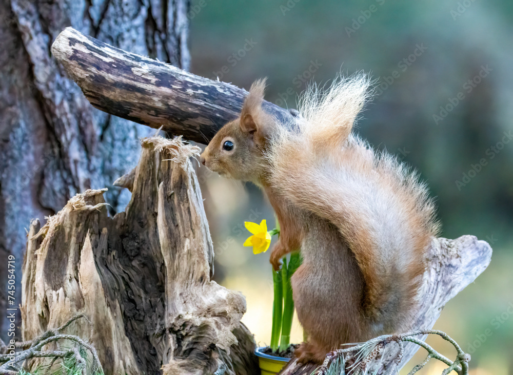 Scottish red squirrel in spring with daffodils in the woodland Scottish red squirrel in spring with daffodils in the woodland