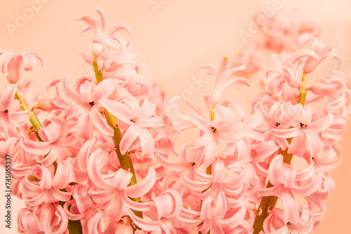 Color of the Year 2024 Peach Fuzz. greeting card. mother's day, International Women's Day congratulate Holiday background celebration concept. flowers frame on pink background with space for text © Serenkonata