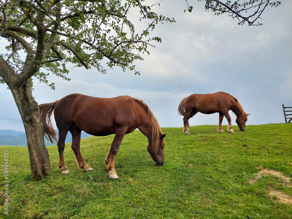 Two brown horses in the meadow Two brown horses in the meadow