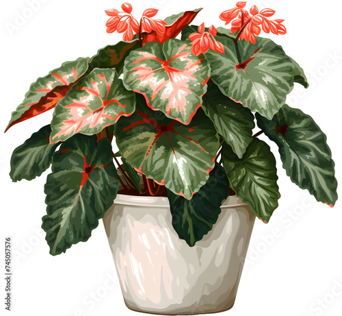 painted leaf begonia that thrives in a pot which is a decoration in a restaurant with a garden concept photo