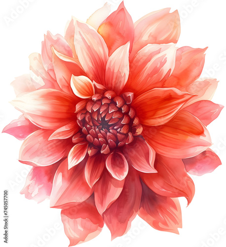 Dahlia flower are colorful and orange . 