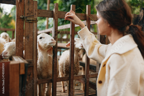 A woman is petting a sheep through a fence in a fenced in pen photo
