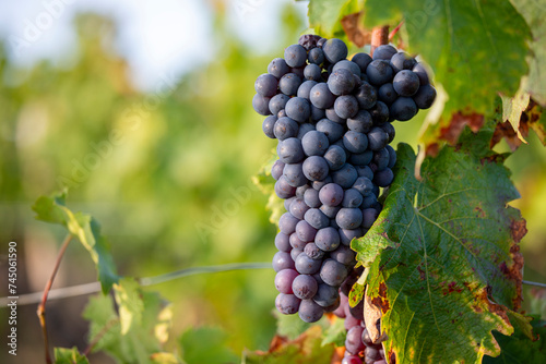 Grappe de raisin noir au milieu des vignes avant les vendanges d'automne.