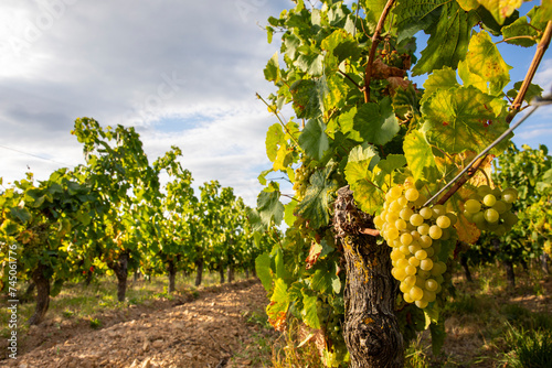 Grappe de raisin blanc type Chardonnay dans les vignes au soleil.