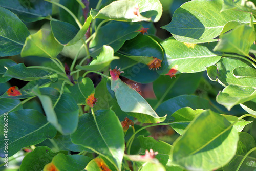 Pear rust, infected leaves of fungal disease, Pear trellis rust, Gymnosporangium sabinae photo