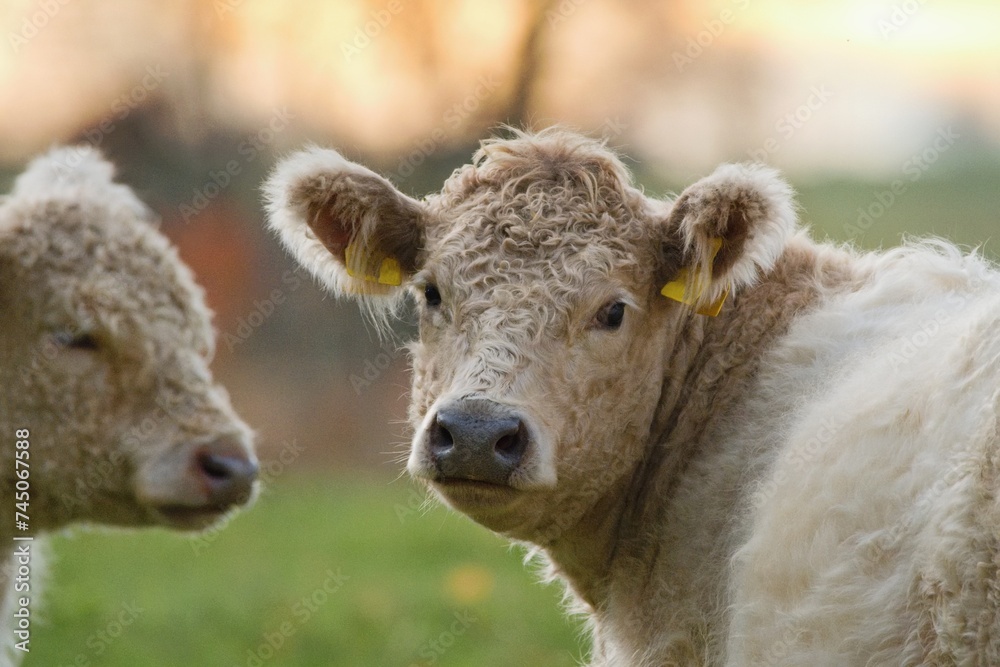 Cow - the Galloway cattle a Scottish breed of beef cattle, named after the Galloway region of Scotland Cow - the Galloway cattle a Scottish breed of beef cattle, named after the Galloway region of Scotland