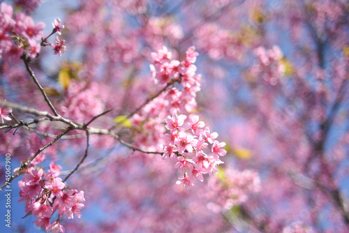 Pink blossoms on the blue sky