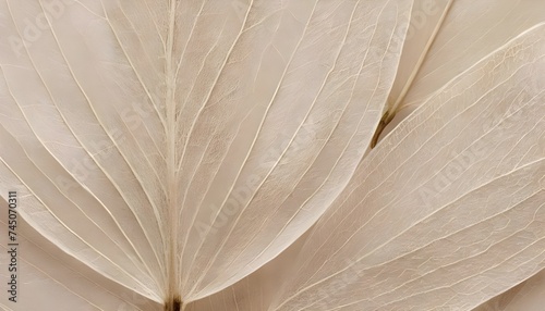 Beige transparent leaves with natural texture as natural   Nature abstract of flower petals.