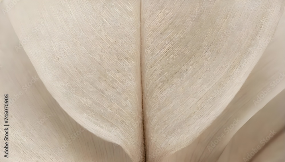 Beige transparent leaves with natural texture as natural، Nature abstract of flower petals. Beige transparent leaves with natural texture as natural، Nature abstract of flower petals.
