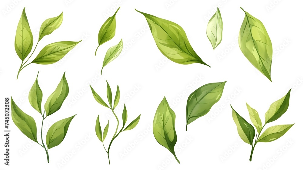 Nature Inspired Design: Set of Green Leaves on Isolated White