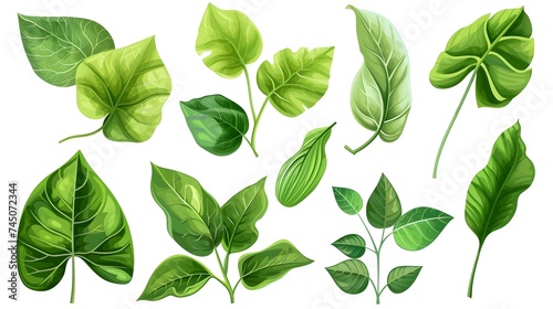 Green Foliage Illustration: Leaf Set Isolated on White Background