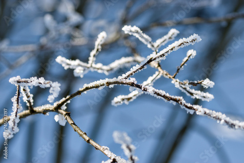 frost on branches © VB