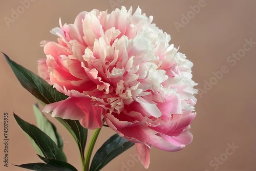 Bright delicate white-pink peony flower isolated on a beige background. generative ai.