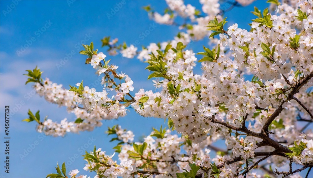 Branch of fruit tree with blooming flowers, blurred natural backdrop.