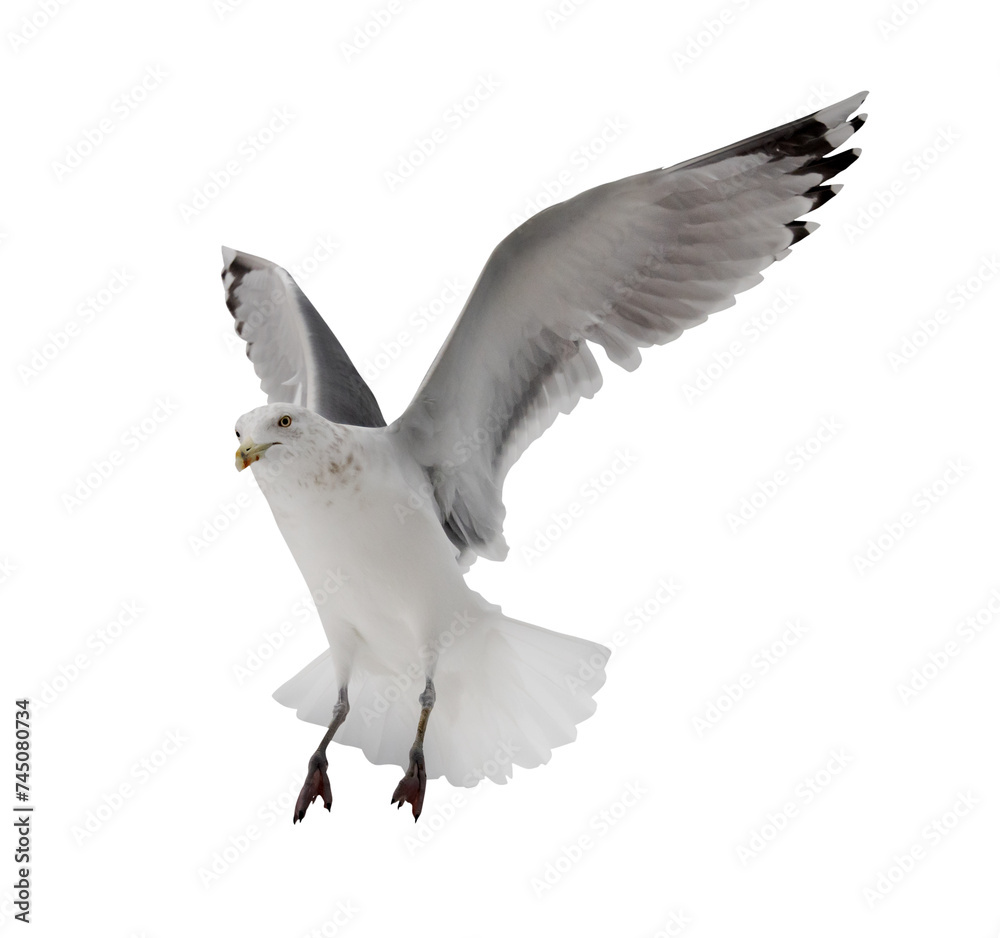 Obraz premium European large herring seagull on white in free flight
