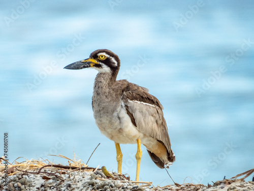 Beach Thick-knee in Queensland Australia photo