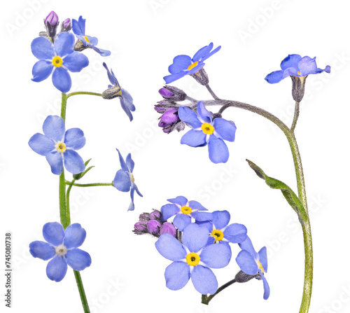Fototapeta Naklejka Na Ścianę i Meble -  blue forget-me-not blooms on stem three flowers