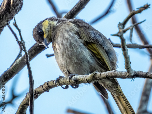 Mangrove Honeyeater in Queensland Australia