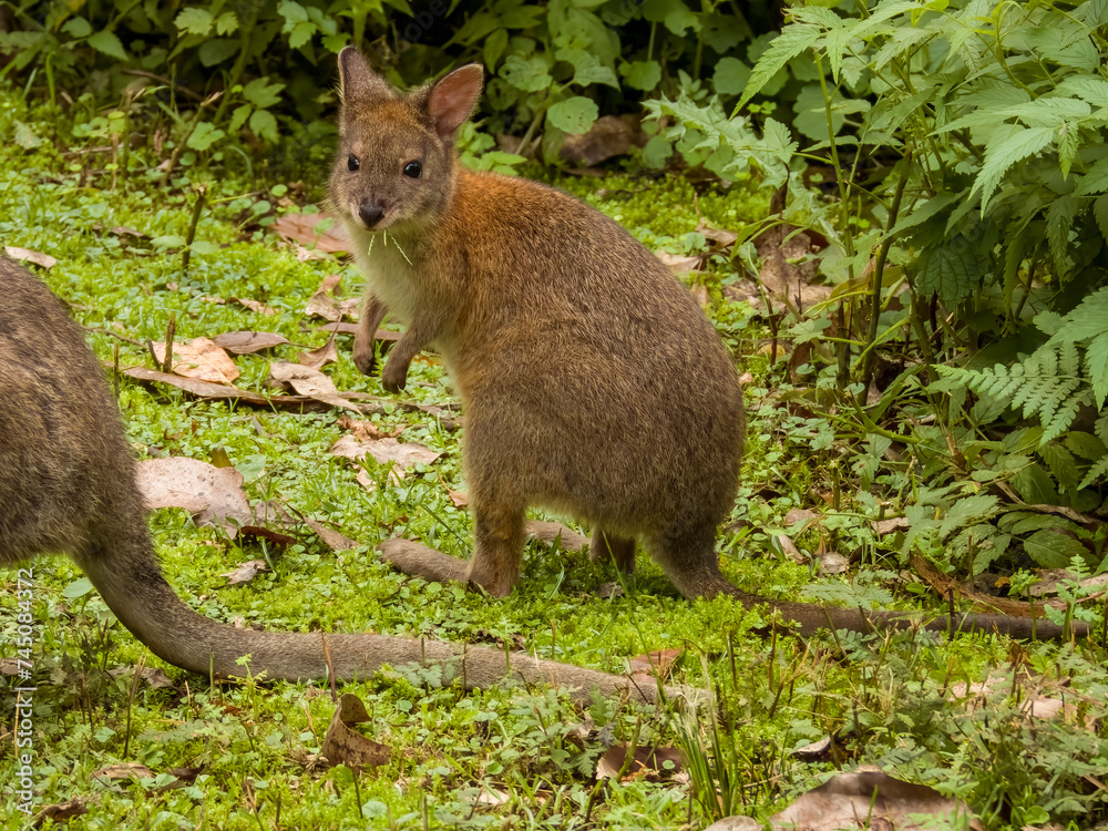 Red-necked Pademelon in Queensland Australia Red-necked Pademelon in Queensland Australia