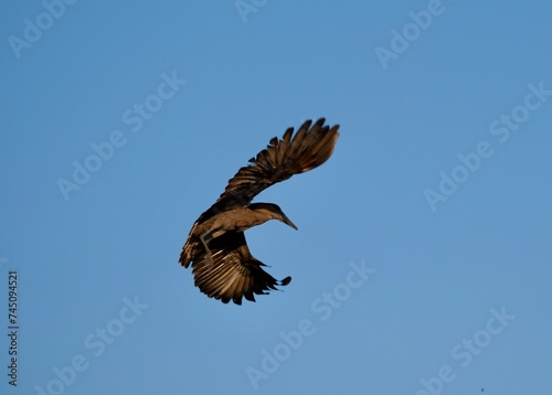 Hammerhead bird in flight with spread wings