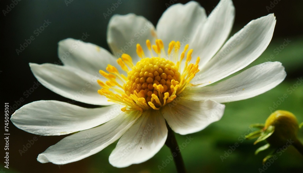 Daffodils in his own beauty in white look