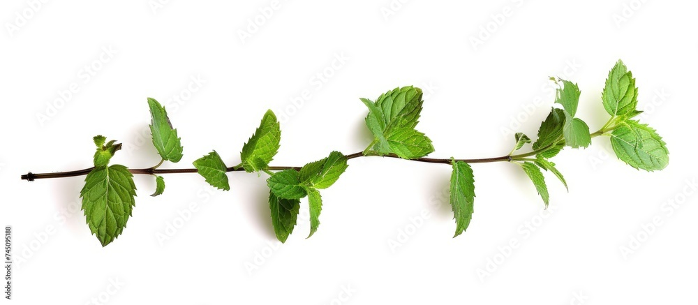 A branch of a tree with lush green leaves is prominently displayed against a clean, white background. The vibrant foliage showcases the natural beauty of a mint plant in detail.