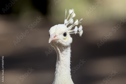 White peacock in nature