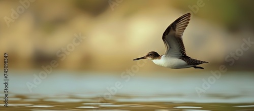 A brown and white necked bird gracefully flies over the calm waters of Al Qudra Lake, showcasing its elegant wingspan and skillful flight. photo