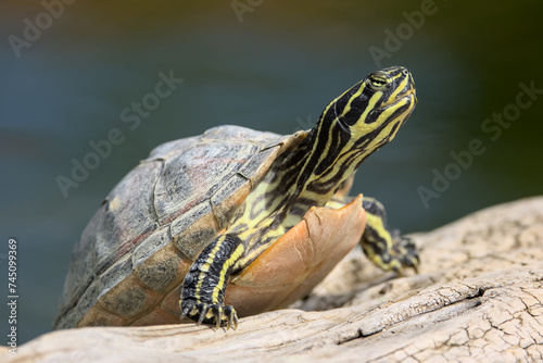 Sunbathing turtle