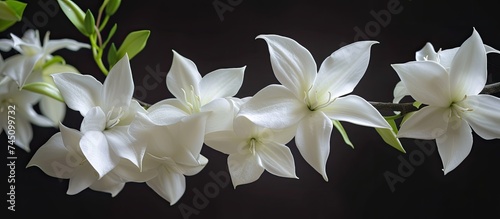 A cluster of delicate white magnolia blossoms and stellate flowers stand out against a stark black background. The contrast between the bright white petals and the dark backdrop creates a striking