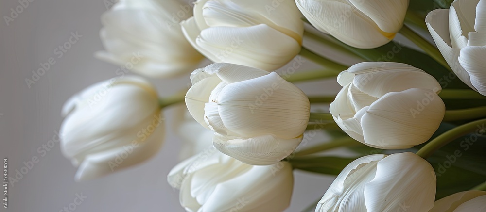 A bouquet of white tulips is elegantly displayed on a white background, showcasing the delicate beauty of the flowers in exquisite detail. The tulips stand out with their pristine petals and graceful A bouquet of white tulips is elegantly displayed on a white background, showcasing the delicate beauty of the flowers in exquisite detail. The tulips stand out with their pristine petals and graceful
