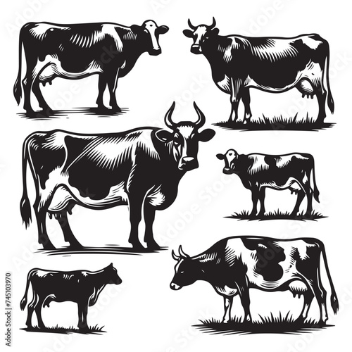Set of cow silhouettes isolated on a white background, Vector illustration.