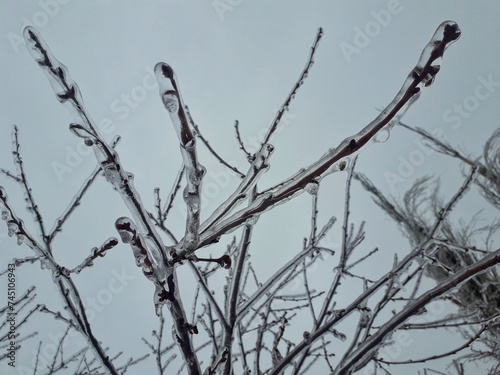 branches of a tree in winter