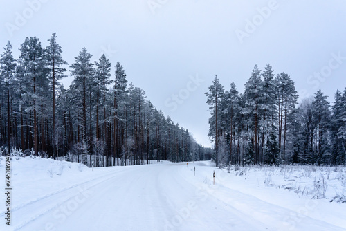turning right through snow-covered pines, winter view