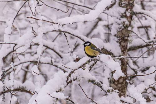 yellow-black - great tit bird on a snow-covered branch © Ieva