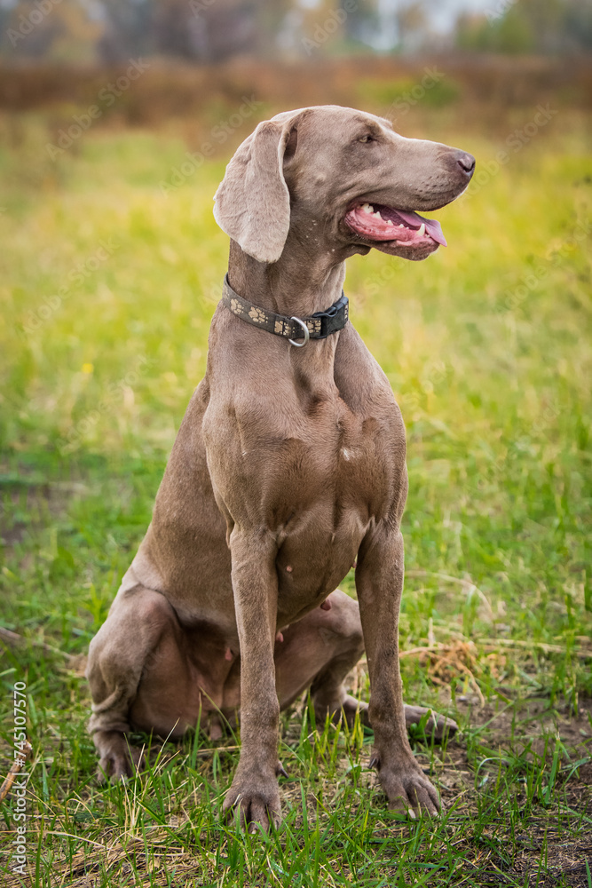 Weimaraner on a walk in the field