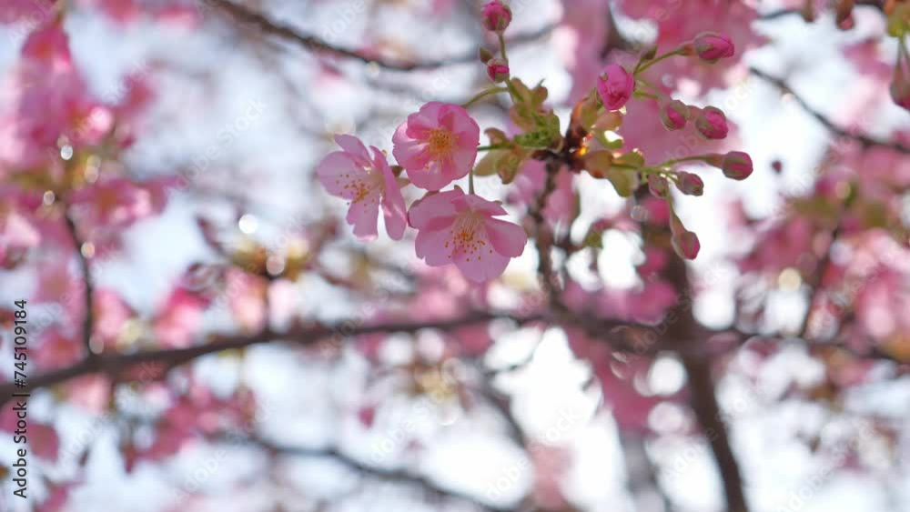 Beautiful cherry blossoms swaying in the wind, spring scenery Beautiful cherry blossoms swaying in the wind, spring scenery