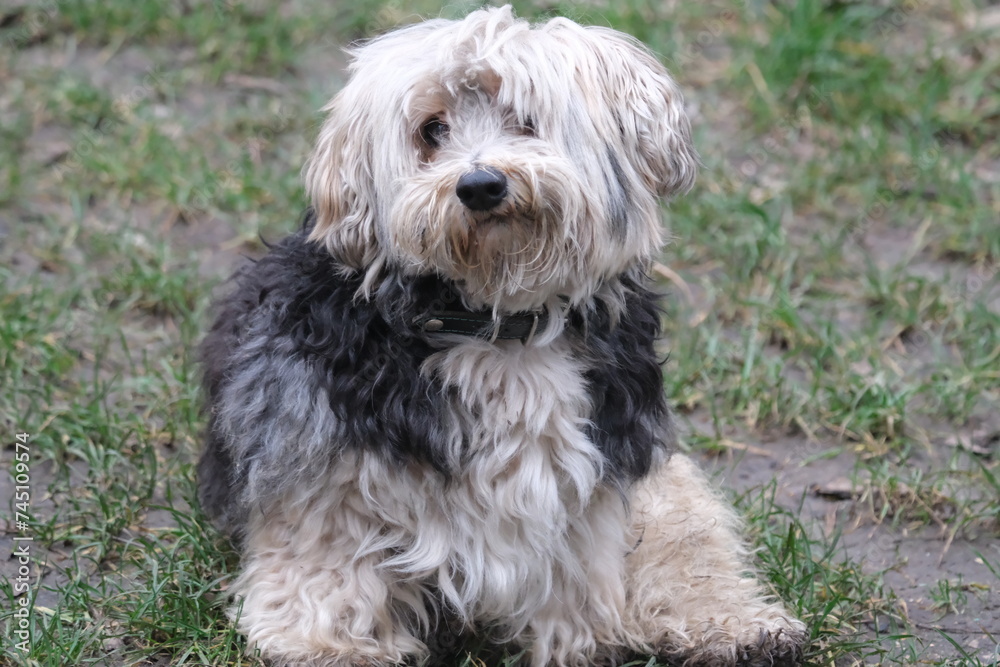 Chien aux longs poils dans un bois