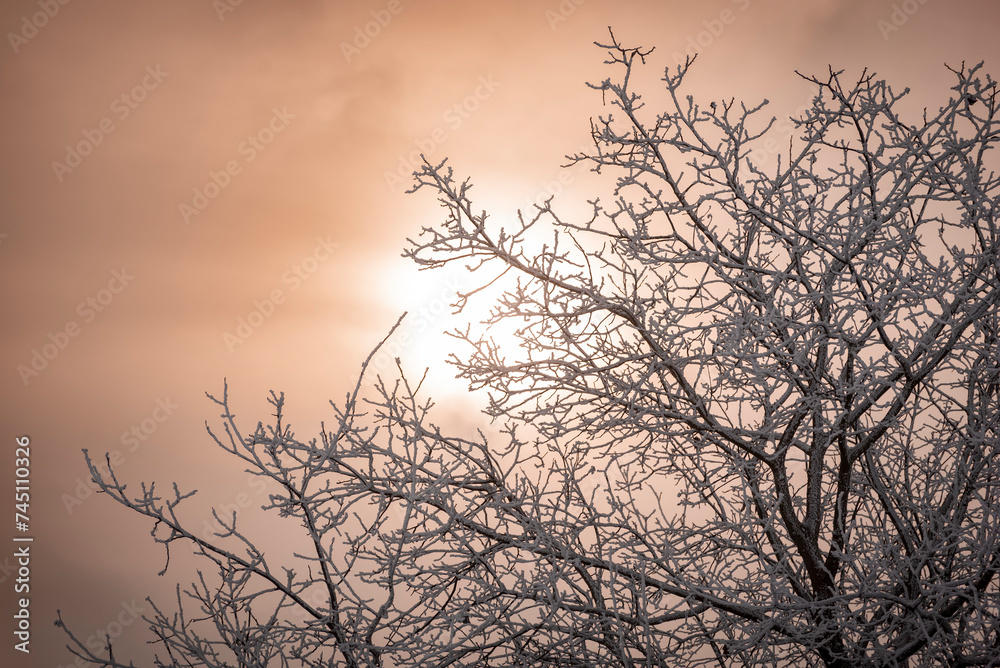 Pastellfarbene Sonne bei aufgelockerter Bewölkung über einer verschneiten Winterlandschaqft mit Bäumen Pastellfarbene Sonne bei aufgelockerter Bewölkung über einer verschneiten Winterlandschaqft mit Bäumen