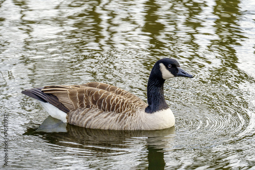 country goose swimming