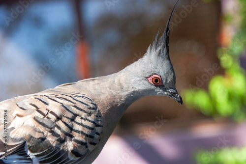 Crested pigeon (Ocyphaps lophotes) in Watsons Bay, Sydney, NSW, Australia photo